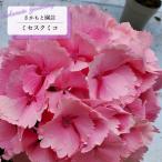 予約販売 アジサイ ミセスクミコ ピンク 9cm〜10.5cmポット 登録品種 さかもと園芸 ハイドランジア 苗 花苗 苗木 あじさい 紫陽花 smt 10月下旬以降発送
