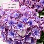 予約販売 アジサイ 星のかけら 9cm〜10.5cmポット 登録申請中 さかもと園芸 ハイドランジア 苗 花苗 苗木 あじさい 紫陽花 smt 10月下旬以降発送