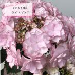 予約販売 アジサイ ケイコ KEIKO ピンク 9cm〜10.5cmポット 登録品種 さかもと園芸 ハイドランジア 苗 花苗 苗木 あじさい 紫陽花 smt 10月下旬以降発送
