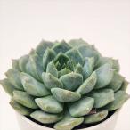 ショッピング多肉植物 多肉植物 hmエケベリア ピュアラブ 多肉植物 エケベリア 6cmポット