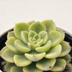 ショッピング多肉植物 多肉植物 hmエケベリア ピンクプリティ錦 多肉植物 エケベリア 6cmポット