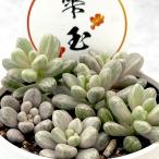 多肉植物seセダム雫玉しずくだま多...