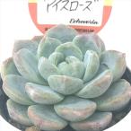 ショッピングエケベリア 多肉植物 kswエケベリア アイスローズ 柏屋商店さん苗 エケベリア 6cmポット