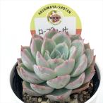 多肉植物 kswエケベリア ローズローサ 柏屋商店さん苗 エケベリア 6cmポット