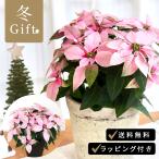 予約販売プリンセチアピンクホワイト...