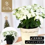 予約販売プリンセチアピュアホワイト...