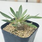 多肉植物caパキポディウム恵比寿大...