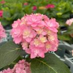 ショッピングアジサイ 予約販売 アジサイ 仮の宿 9cmポット 加茂 KAMOセレクション ハイドランジア 苗 花苗 苗木 あじさい 紫陽花 sat 3月中旬以降発送