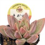  суккулентное растение kswekebe задний chiboli Kashiwa магазин магазин san рассада ekebe задний 6cm pot 