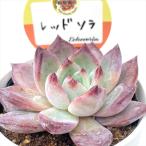  суккулентное растение kswekebe задний красный sola Kashiwa магазин магазин san рассада ekebe задний 6cm pot 