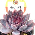  суккулентное растение kswekebe задний блеск Night Kashiwa магазин магазин san рассада ekebe задний 6cm pot 