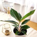 ショッピング観葉植物 観葉植物 アグラオネマ サファイヤ 4号鉢 観葉植物 小型 小さい 室内 贈り物 プレゼント インテリア おしゃれ