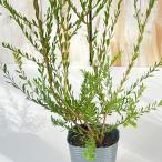 me RaRe uka хлопок сладости - лиловый время мед mart ru7.5cm pot чайное дерево трава рассада Herbo-ji- растения саженец Hanaki 