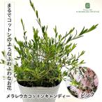 メラレウカ コットンキャンディー ピンク 7.5cmポット ティーツリー ハーブ苗 Herb オージープランツ 苗木 花木