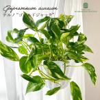 観葉植物ポトステルノNo.029ゴ...