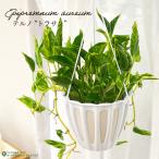 予約販売 観葉植物 ポトス テルノ No.030 トラサン 5号鉢 吊り鉢 吊り下げ ハンギング 観葉植物 プレゼント インテリア おしゃれ 3月中旬以降発送