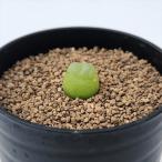 多肉植物 caコノフィツム Rラツム 桃尻娘 多肉植物 メセン 7.5cmポット