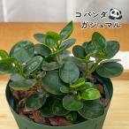 観葉植物 コパンダガジュマル タイワンガジュマル 4号鉢 ガジュマル 観葉植物 小型 小さい 室内 贈り物 プレゼント インテリア おしゃれ