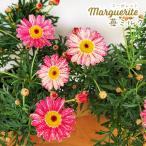 予約販売 マーガレット 苗 苺ミルク 10.5cmポット 花