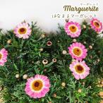 予約販売 マーガレット 苗 はなまるホワイト 10.5cmポ