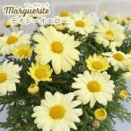 予約販売マーガレット苗デイジーイエ...