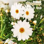予約販売 マーガレット 苗 ホワイトモカ 10.5cmポット