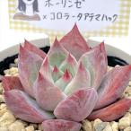 多肉植物 annaエケベリア ホーリンゼ