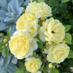 ショッピング苗 予約販売 バラ 苗 バラ 新苗 河本バラ園 プチジョワ 品種登録出願中 四季咲き 薔薇 ばら 送料無料 黄 has 4月中旬以降発送