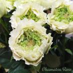 予約販売 バラ苗 バラ新苗 MONSTER 契約品種 薔薇 ばら 国産苗 岡松ローズ オリジナル品種 2wayローズ oks 4月中旬以降発送