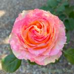 予約販売 バラ苗 バラ新苗 大阪城 契約品種 薔薇 ばら 国産苗 岡松ローズ オリジナル品種 2wayローズ oks 4月中旬以降発送