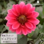 予約販売ダリア苗銅葉ぷちダリアピュ...