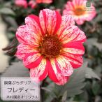 予約販売ダリア苗銅葉ぷちダリアフレ...