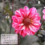 予約販売ダリア苗銅葉ぷちダリアフレ...