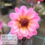 予約販売ダリア苗銅葉ぷちダリアさく...