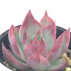  суккулентное растение hmekebe задний Casio s красный . суккулентное растение ekebe задний 6cm pot 