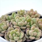  суккулентное растение hmglaptose dam .... springs wonder ×darumahimeshuu Ray суккулентное растение glaptose dam 6cm pot 