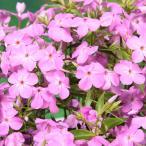 予約販売フロックス苗フォーエバーピ...