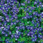 予約販売ベロニカ苗タイダルプール9...