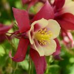 予約販売アクレイギア苗アーリーバー...