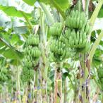  предварительный заказ распродажа banana блеск mi ракушка рассада 12cm pot бесплатная доставка тропический фрукты . obi фруктовое дерево саженец фруктовое дерево рассада pwb 5 месяц последняя декада после отправка 