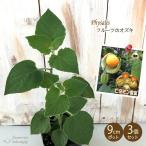  предварительный заказ распродажа еда для ho oz ki рассада фрукты ho oz ki Anne tes Gold 3 шт. комплект 9cm pot .... овощи рассада огород 6 месяц сверху . после отправка 