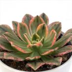 多肉植物 hmアエオニウム グリーンティー 多肉植物 アエオニウム 6cmポット