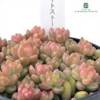 多肉植物 hstセダム ホワイトストーンクロップ 多肉植物 星つぶやさん苗 セダム 7.5cmポット