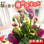 \まだ間に合う/ 母の日 プレゼント カラー ピカソ 5号鉢 送料無料 母の日ギフト 花 鉢植え best