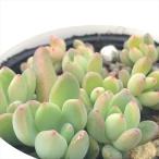 多肉植物 hmエケベリア ばらまきエクスパトリアータ 多肉植物 エケベリア 6cmポット