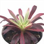 多肉植物 hmアエオニウム ファイヤークラッカー錦 多肉植物 アエオニウム 6cmポット