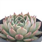 ショッピング多肉植物 多肉植物 skエケベリア モリコネ 多肉植物 エケベリア 7.5cmポット