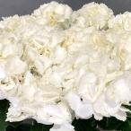 予約販売 アジサイ アイスベアー 10.5cmポット ハイドランジア 苗 花苗 苗木 あじさい 紫陽花 yus 3月中旬以降発送