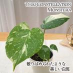 [ предшествующий предварительный заказ P3 раз ] декоративное растение монстера Thai Constellation белый .3.5 номер горшок бесплатная доставка маленький размер маленький салон подарок интерьер модный mzt 3 месяц средний . после отправка 