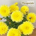 予約販売マーガレット苗メイズ10....